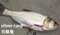 silver carp.png