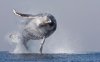 potd-whale_3060891k.jpg