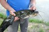 www.rusfishing.ru Рыбалка с Русфишинг Ловля карпа 2 тур ЛКЛ 2016 - 620.jpg