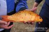 www.rusfishing.ru Рыбалка с Русфишинг Ловля карпа 4 тур ЛКЛ 2016 - 454.jpg