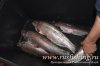 www.rusfishing.ru Рыбалка с Русфишинг Чемпионат по Ловле Форели 3-й тур 2017 - 1515.jpg