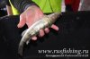 www.rusfishing.ru Рыбалка с Русфишинг Чемпионат по Ловле Форели 3-й тур 2017 - 1540.jpg