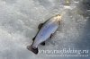 www.rusfishing.ru Рыбалка с Русфишинг Чемпионат по Ловле Форели 4-й тур 2017 - 1233.jpg