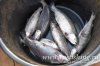 www.rusfishing.ru Рыбалка с Русфишинг Чемпионат по Ловле Форели 4-й тур 2017 - 1529.jpg