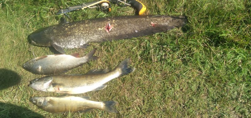 Рыбалка на реке Молога Тверская область - информация, советы, опыт