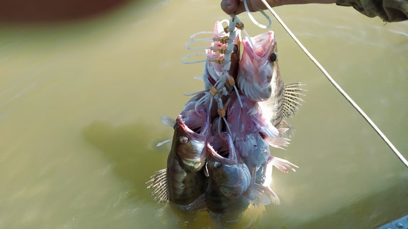 IMG_20200818_121509.jpg