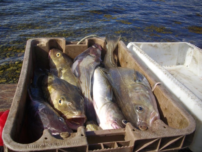 видео морская рыбалка на кольском полуострове