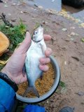 IMG_20220928_070121.jpg