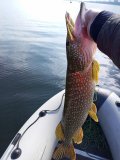 IMG_20220929_134250_841.jpg