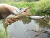 3DS Shad (1).JPG