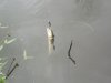 3DS Shad (2).JPG