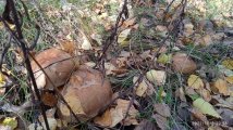 IMG_20221008_125619_1.jpg