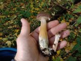 IMG_20221008_143633.jpg
