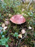 IMG_20221008_103023.jpg