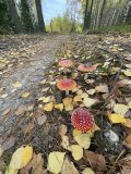 229C3313-95A0-42EE-8F54-6DECDCEB66C2.jpeg