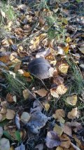 IMG-20221008-WA0004.jpeg