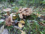 IMG_20221008_072918.jpg
