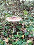 IMG_20221008_092554.jpg