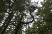 IMG_5532.jpg