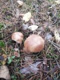 IMG_20221009_161307.jpg