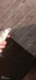 IMG_20221009_091306.jpg