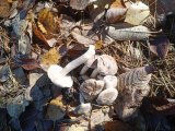 IMG_20221025_122326_174.jpg