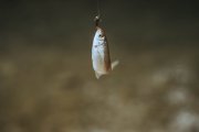 DSC07546.jpg