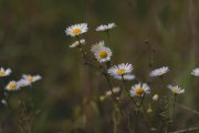 DSC08351.jpg