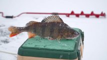 DSC04243.jpg