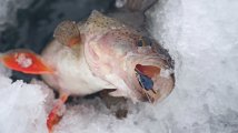 DSC04223.jpg