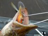 DSCN3783.jpg