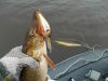 DSCN3788.jpg
