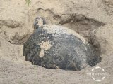 Морская гиганская черепаха на кладке яиц IMG_03221 (169).JPG