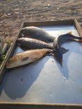 IMG-20230530-WA0017.jpg