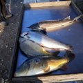 IMG-20230531-WA0034.jpg