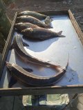 IMG-20230606-WA0046.jpg