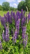 IMG_20230615_135852.jpg