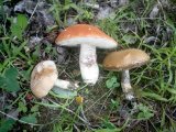 IMG_20230617_122617.jpg