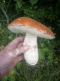 IMG_20230617_122516.jpg