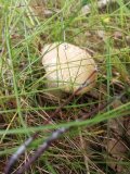 IMG-20230617-WA0087.jpg