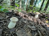 IMG_7895.jpeg