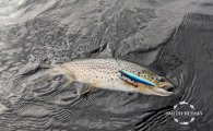 IMG_20200818_152529.jpg
