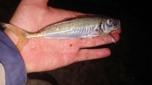 DSC_9089.JPG