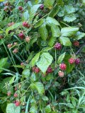 IMG_3671.jpeg IMG_3671.jpeg