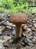 IMG_4824.jpeg