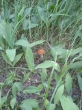 IMG-20230731-WA0011.jpg