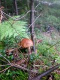 DSC_0241.JPG