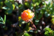 DSC03716.JPG