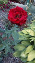 IMG-20230807-WA0016.jpeg