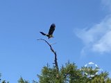 IMG_4797.jpeg
